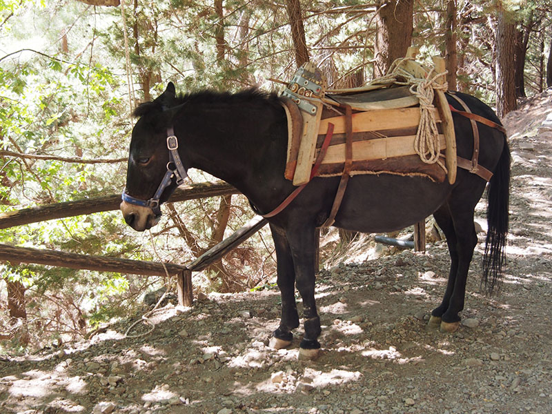 This little cute donkey will carry you to the exit of the gorge in case of need