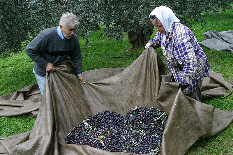 Olive harvest in Crete 