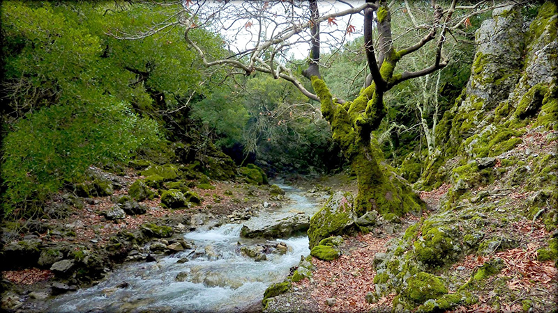 The beautiful forest in Rouvas Gorge