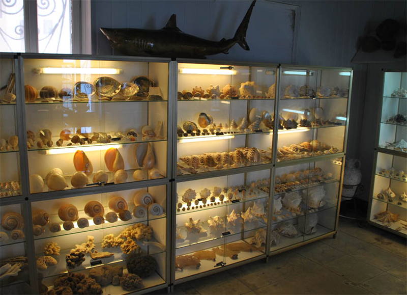 The collection of shells in the Maritime Museum of Crete