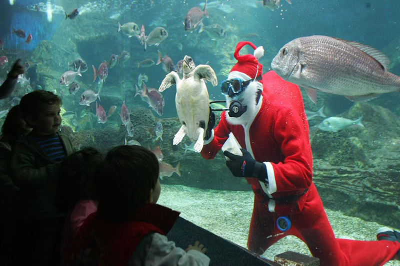 Meet Santa Claus in the bottom of the Cretaquarium in Gouves, Heraklion