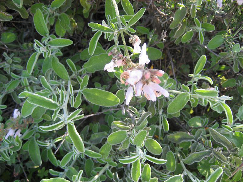 faskomilo - Cretan herbs