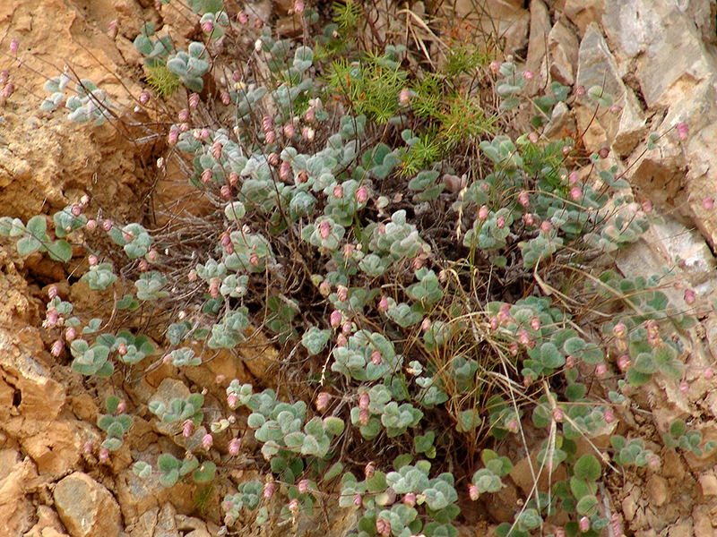 Diktamo - Cretan herbs