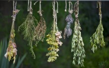 10 Cretan Herbs – The Wealth Of Cretan Nature