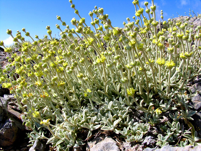 malotira-Cretan herbs