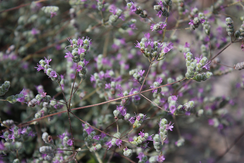 mantzourana - Cretan herbs