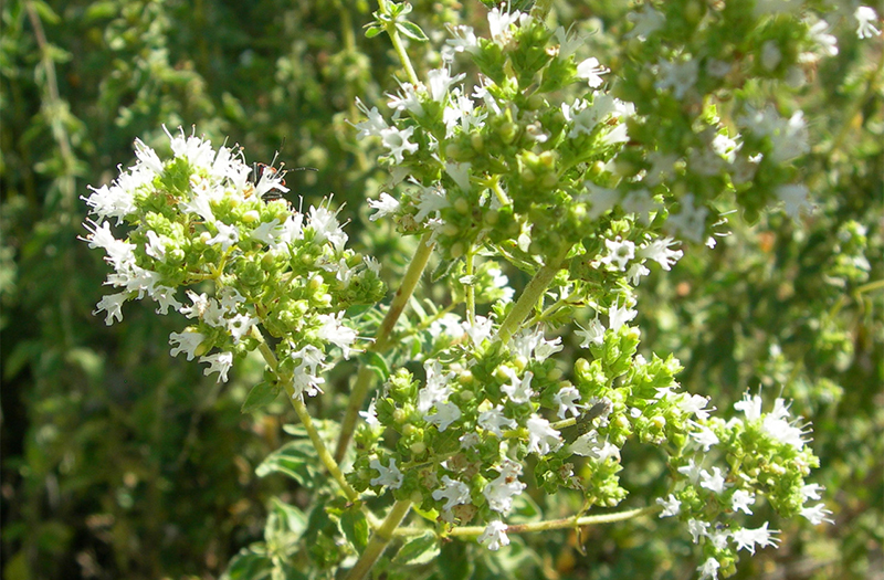 oregano - Cretan herbs