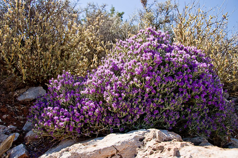 Thyme - Cretan herbs