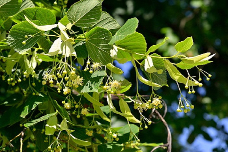 Tilio - Cretan herbs