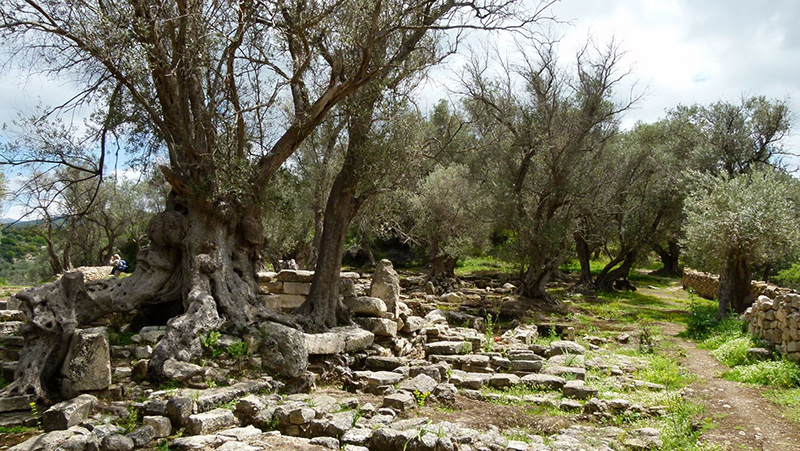 The archaeological site of Eleftherna