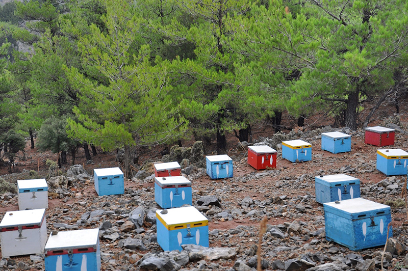 Apiculture in Selakano forest
