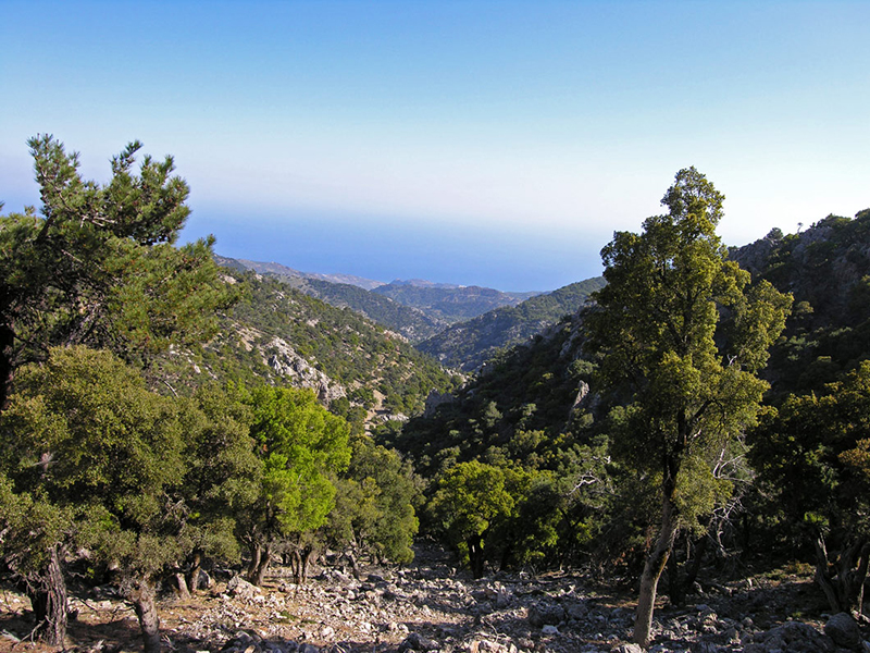 Simis forest in Crete