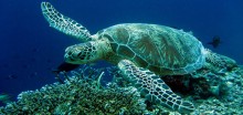 Meet Caretta Caretta Sea Turtle In Crete