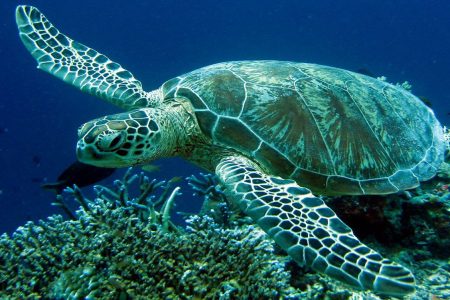 Meet Caretta-Caretta Sea Turtle In Crete