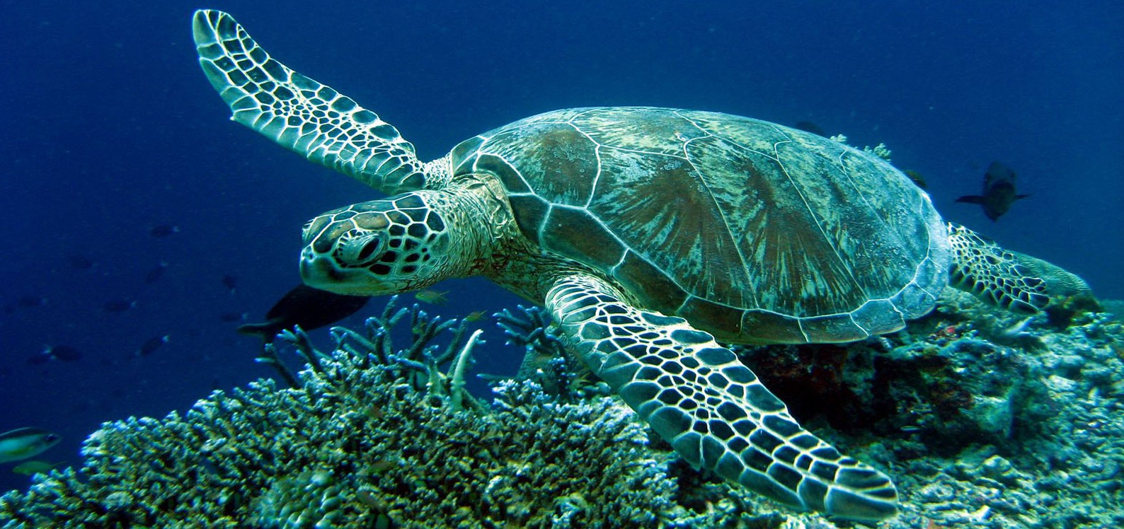 Meet Caretta-Caretta Sea Turtle In Crete