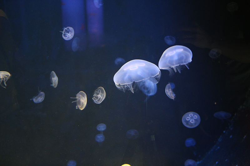 Jellyfish dancing in the Crete Aquarium